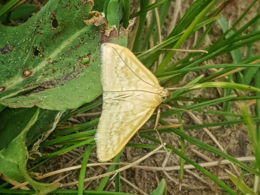Sitochroa verticalis - világossárga dudvamoly