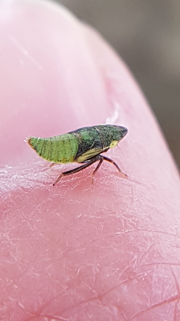 Aphrodes