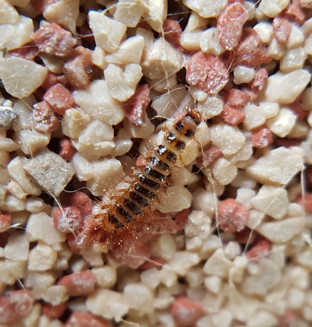 Drilus concolor - fekete csigabogár