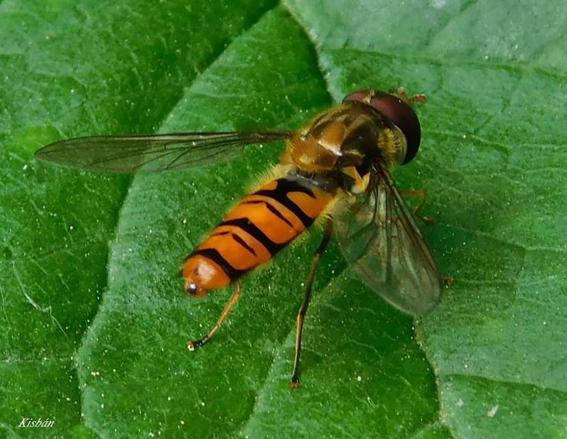 Episyrphus balteatus - ékfoltos zengőlégy Episyrphus balteatus - ékfoltos zengőlégy