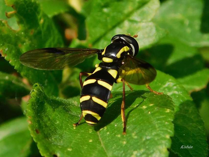 Xanthogramma pedissequum - gyakori oldalsávoslégy