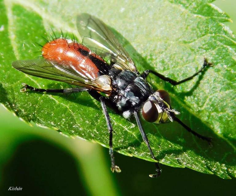 Cylindromyia bicolor