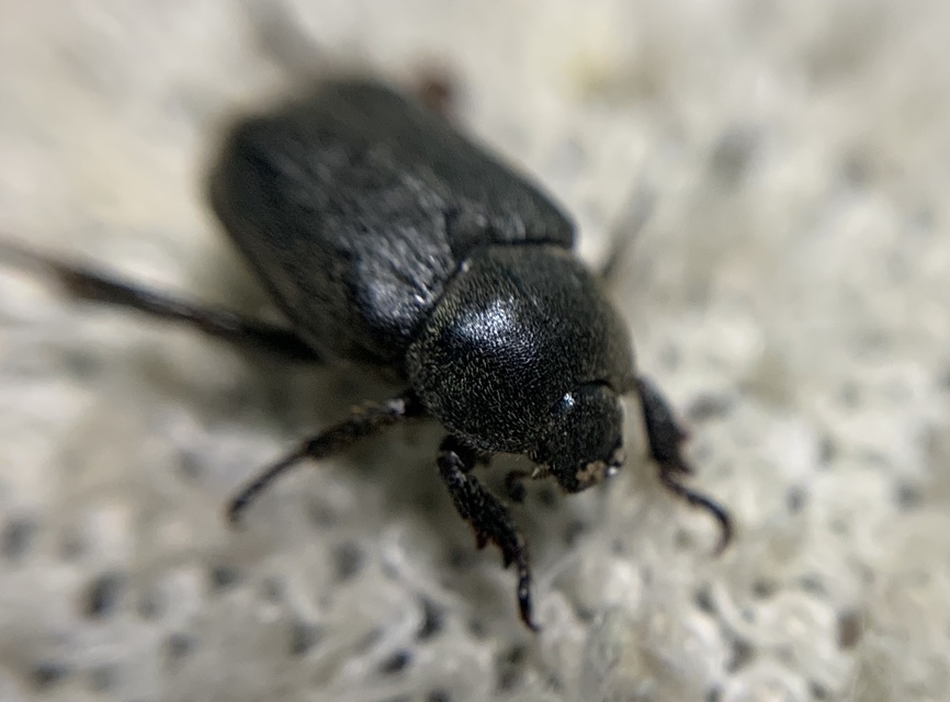 Hoplia hungarica - homoki virágcserebogár