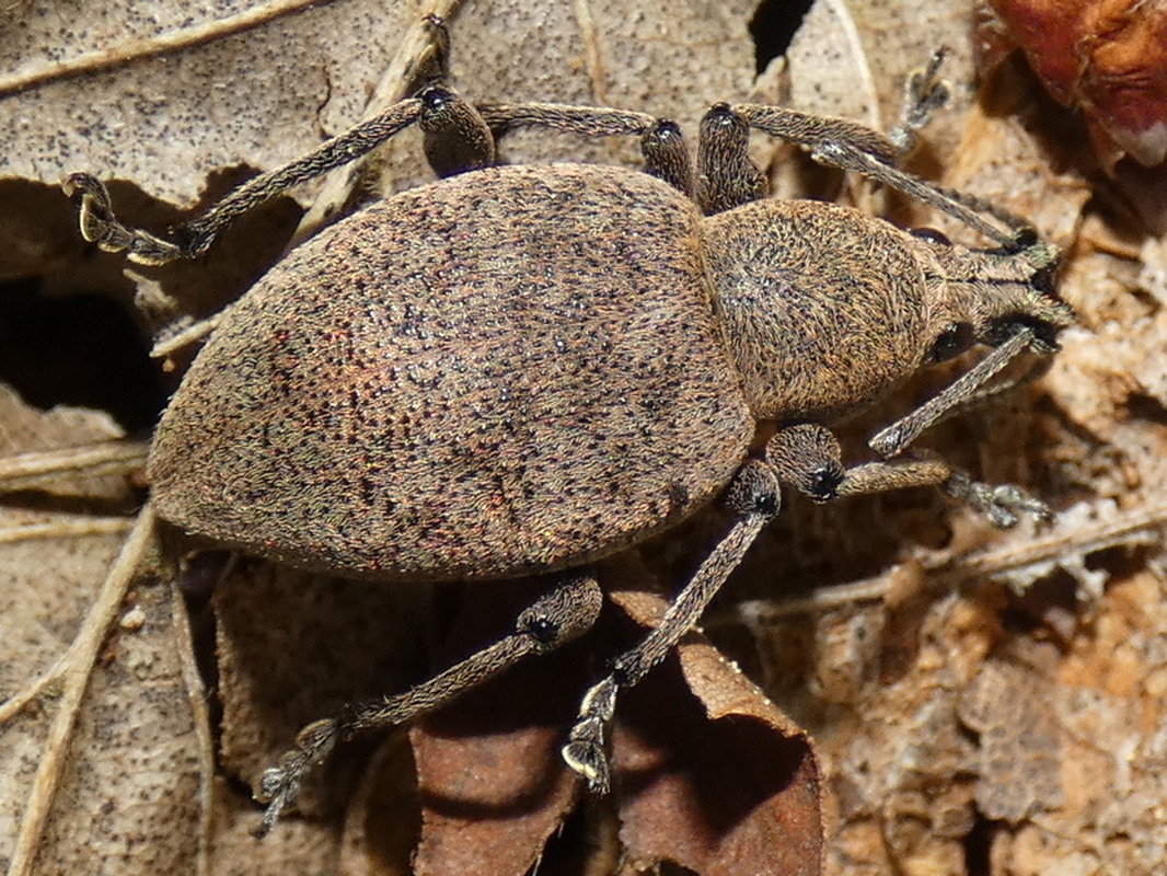 Otiorhynchus bisulcatus - egérszürke gyalogormányos