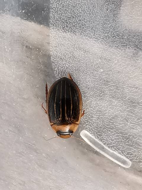 Hydaticus grammicus - déli mocsáricsíkbogár