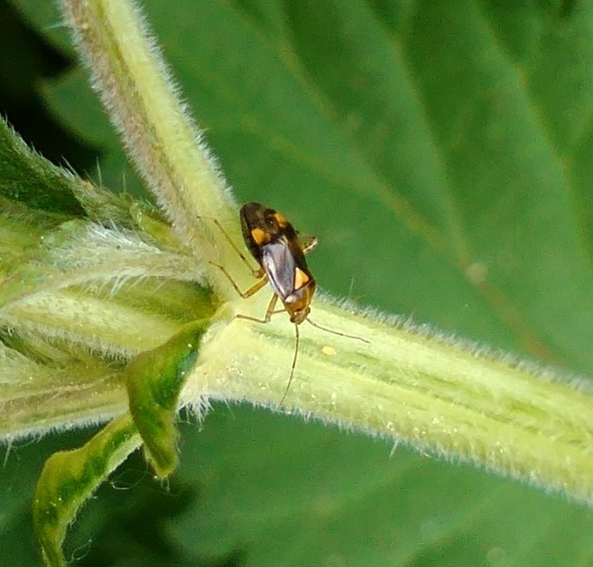 Liocoris tripustulatus - hárompettyes mezeipoloska