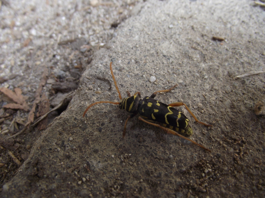 Plagionotus arcuatus - bársonyos darázscincér