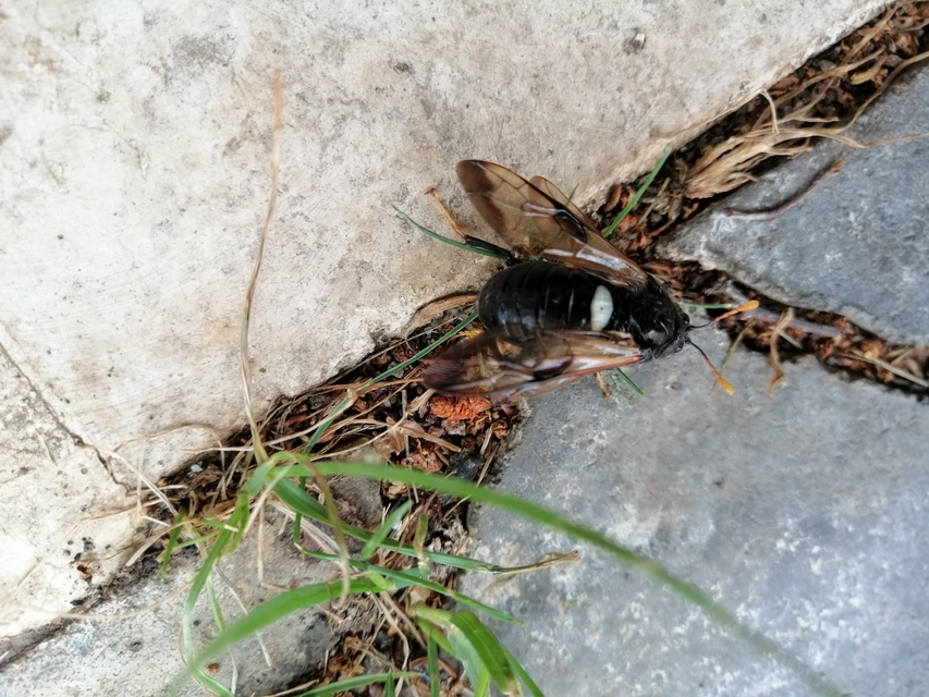 Cimbex femoratus - fekete buzogányos levéldarázs