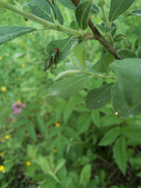 Agrilus viridis - változékony karcsúdíszbogár