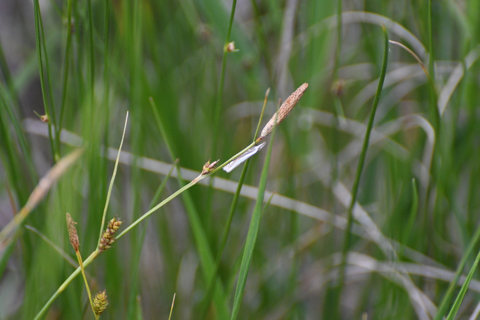Crambus pascuella - lápréti fűgyökérmoly