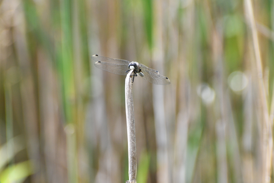 Leucorrhinia pectoralis - lápi álarcos-szitakötő