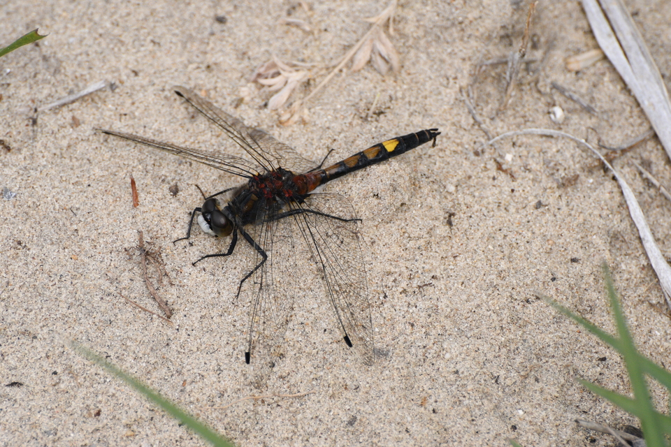Leucorrhinia pectoralis - lápi álarcos-szitakötő
