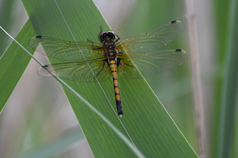 Leucorrhinia pectoralis - lápi álarcos-szitakötő