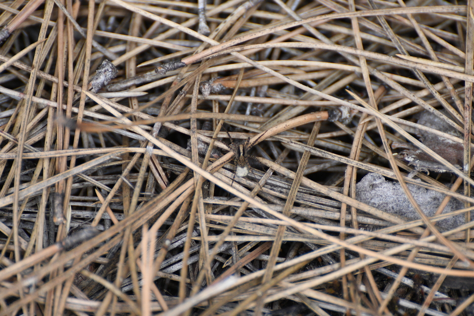 Pardosa alacris/lugubris