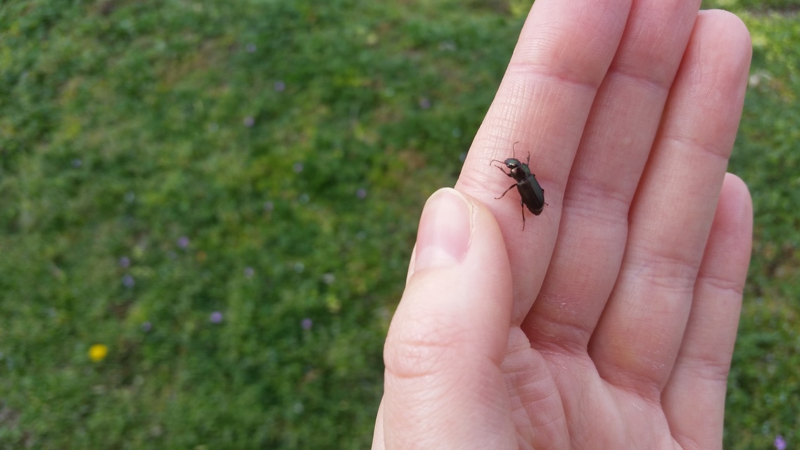 Harpalus distinguendus - mezei lomhafutó