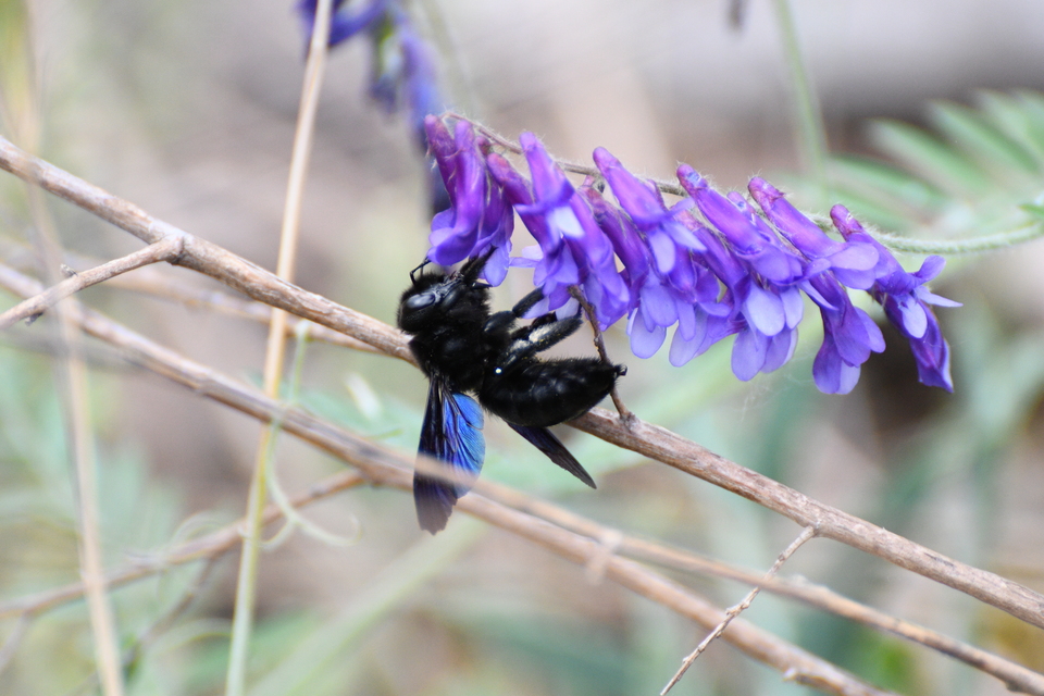 Xylocopa valga - gyakori fadongó