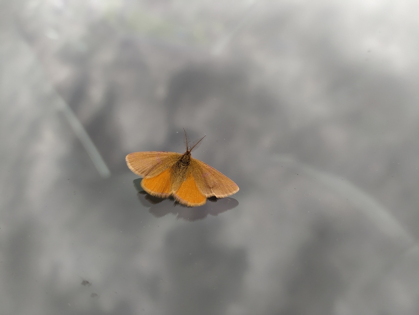 Lythria purpuraria - bíborsávos araszoló