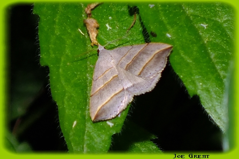 Colobochyla salicalis - háromsávos törpebagoly