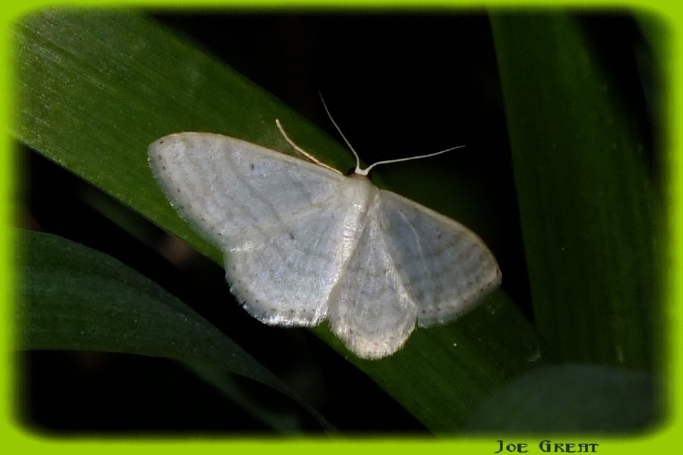 Idaea subsericeata - ötvonalas apróaraszoló
