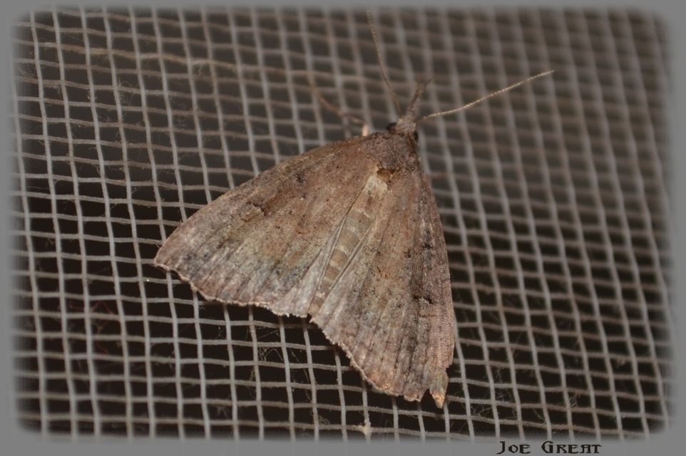 Hypena rostralis - közönséges karcsúbagoly