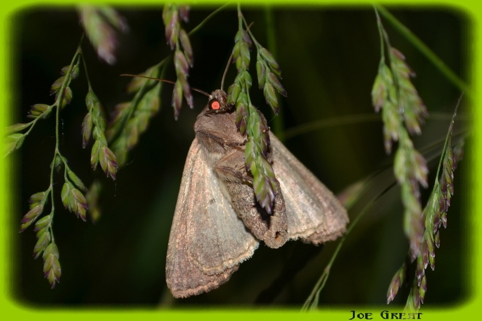 Lacanobia oleracea - saláta-kertibagoly