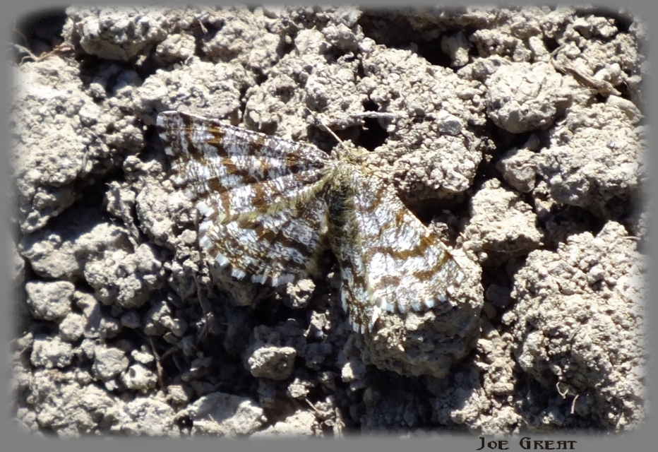 Ematurga atomaria - barna rétiaraszoló