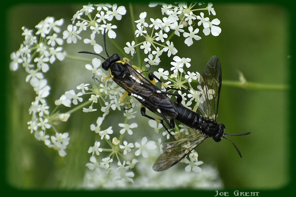 Tenthredinidae - valódi levéldarazsak
