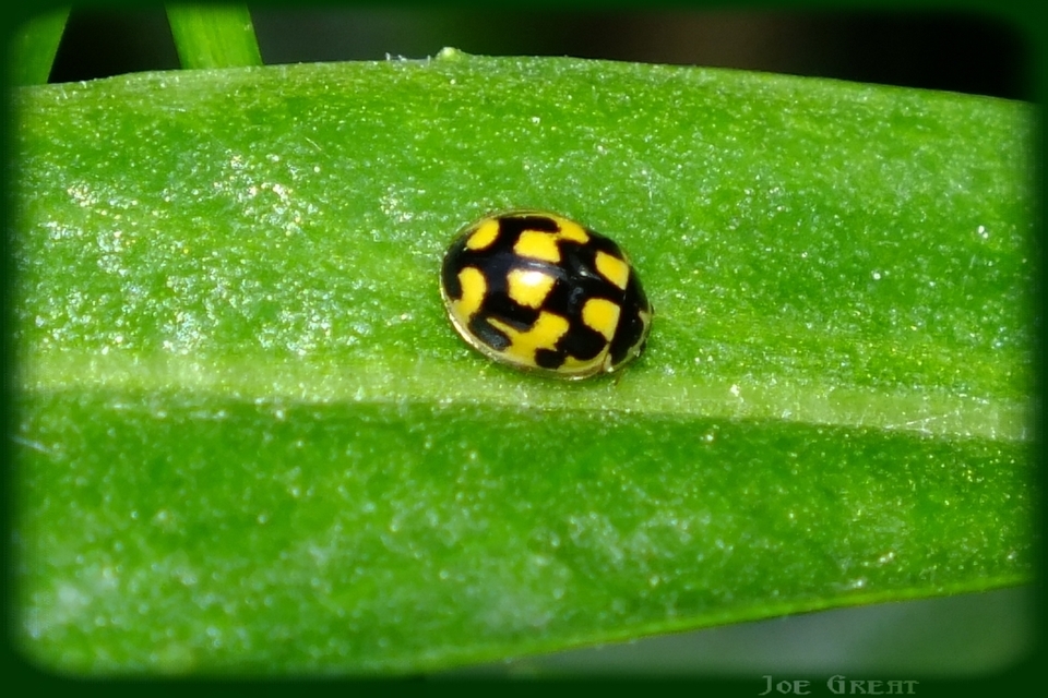 Propylea quatuordecimpunctata - tizennégypettyes füsskata