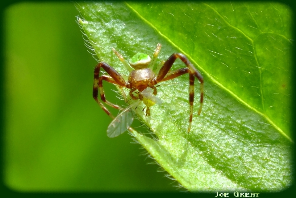 Ebrechtella tricuspidata - alakoskodó karolópók