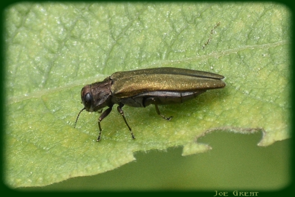 Agrilus viridis - változékony karcsúdíszbogár