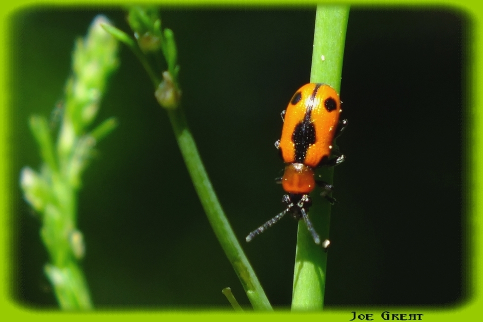Crioceris quinquepunctata - ötpontos spárgabogár