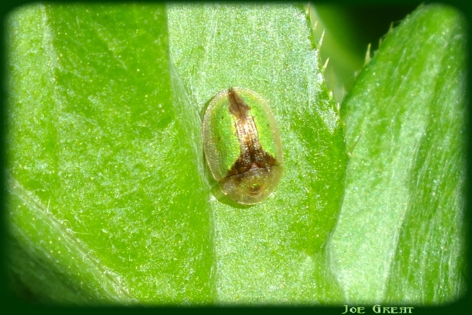 Cassida Cassida