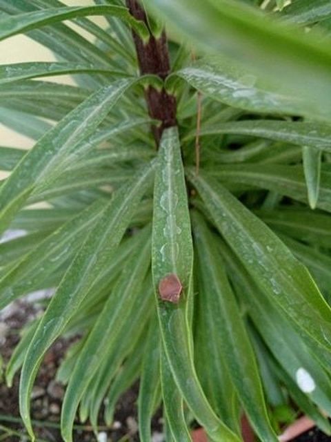 Pentatomidae - címerespoloskák