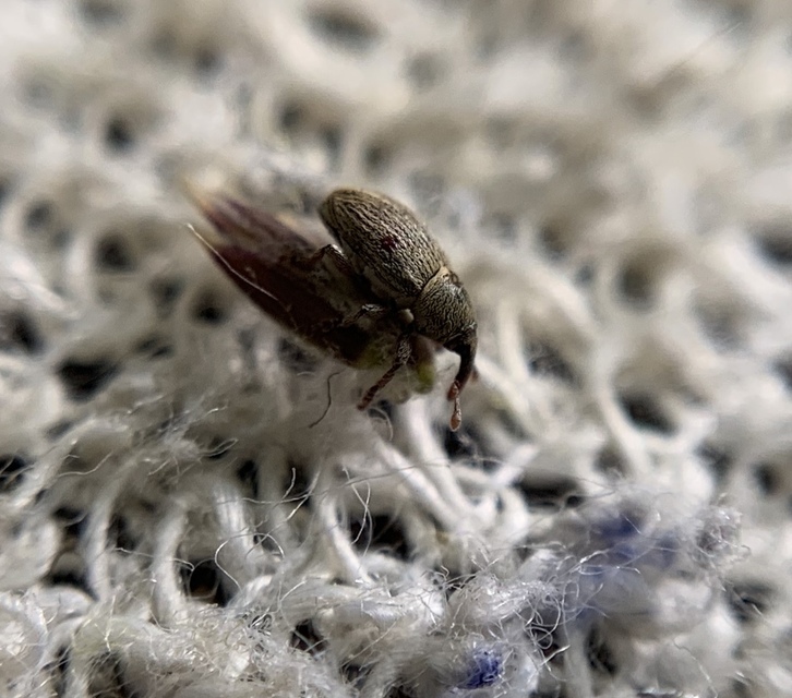 Tychius stephensi - rétihere-tímárormányos