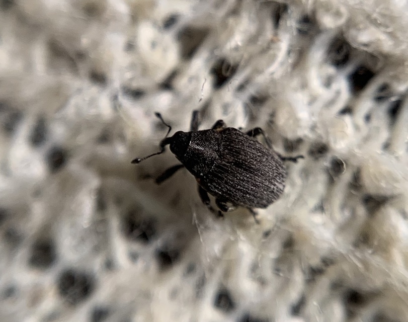 Ceutorhynchus sophiae - sebforrasztófű-ceutormányos