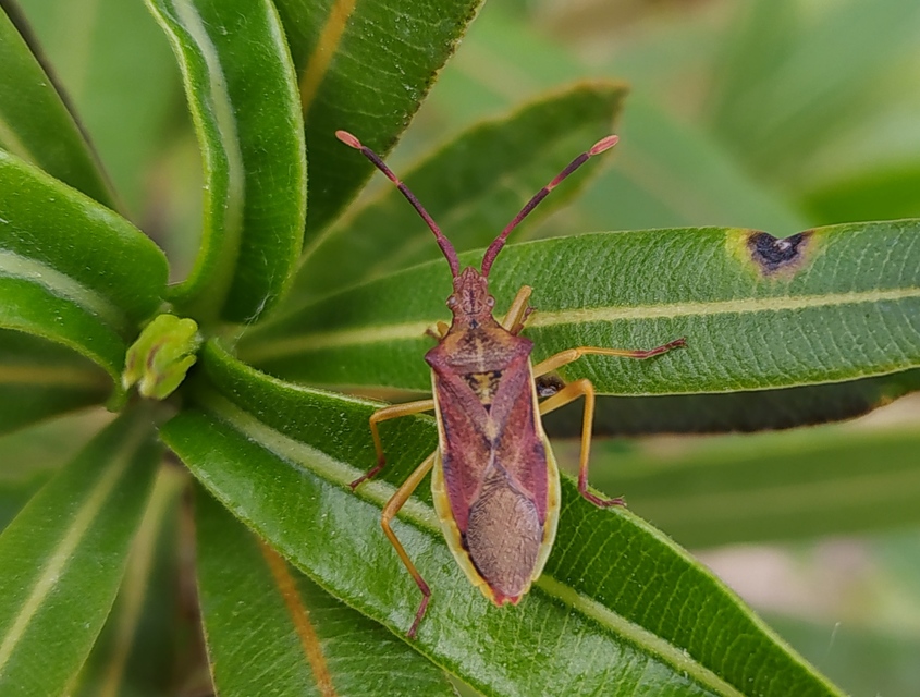 Gonocerus juniperi - boróka-karimáspoloska