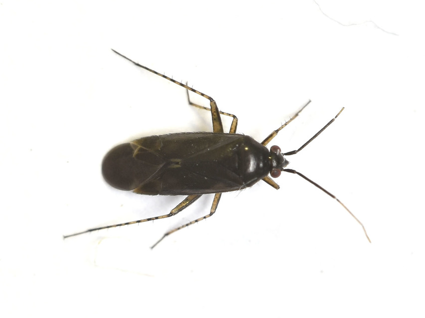 Plagiognathus arbustorum Plagiognathus arbustorum