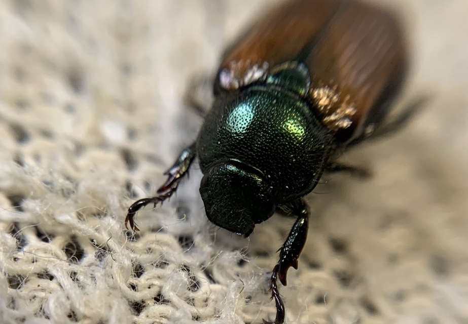 Phyllopertha horticola - kerti szipoly