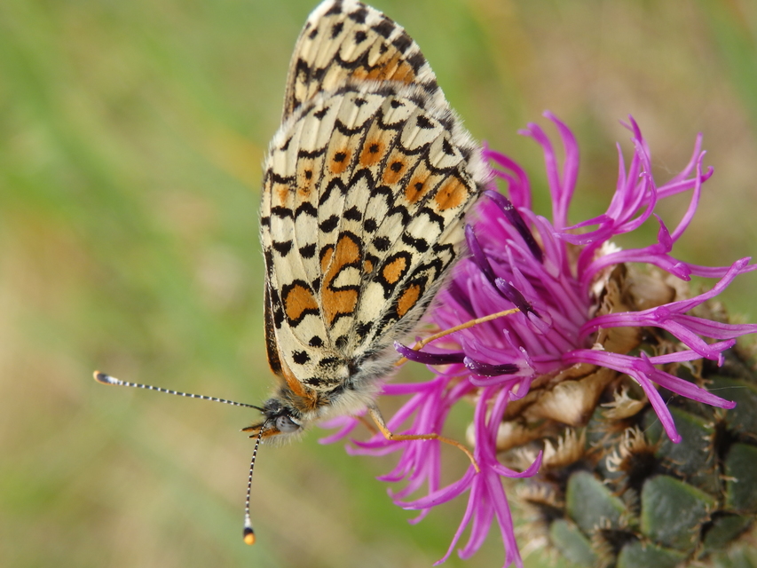 Melitaea cinxia - réti tarkalepke