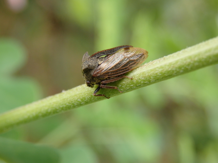 Centrotus cornutus - szarvaskabóca