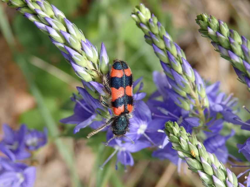Trichodes favarius - hatfoltos méhészbogár