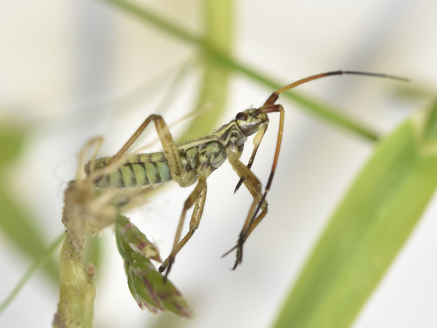 Leptopterna dolabrata - közönséges mezeipoloska