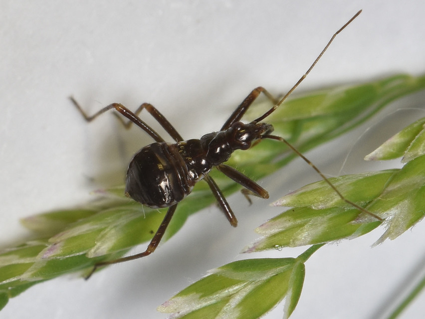 Himacerus