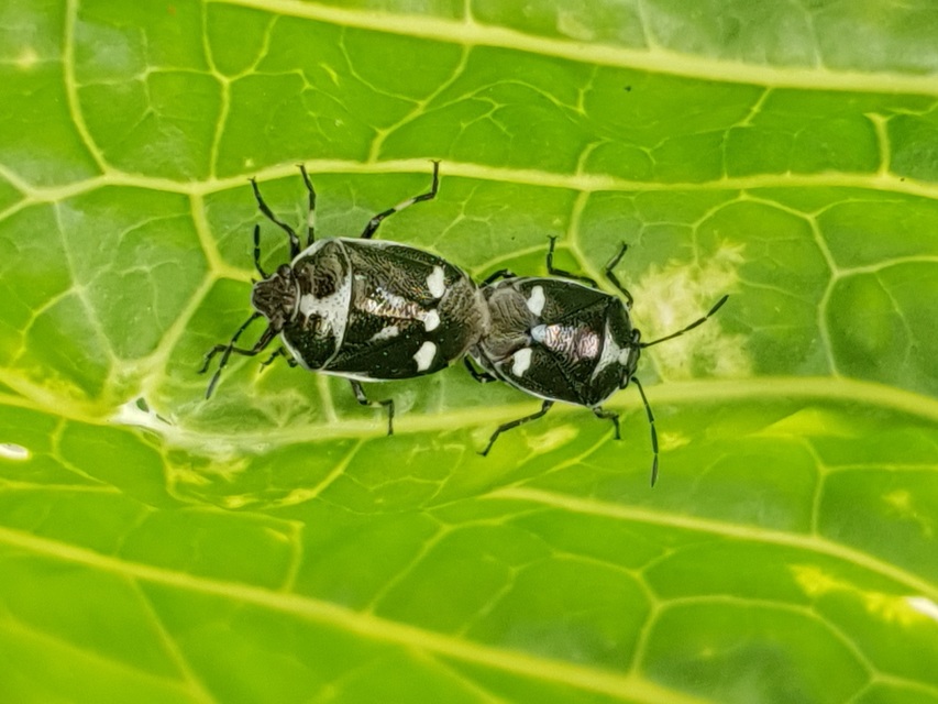 Eurydema oleracea - paréjpoloska Eurydema oleracea - paréjpoloska