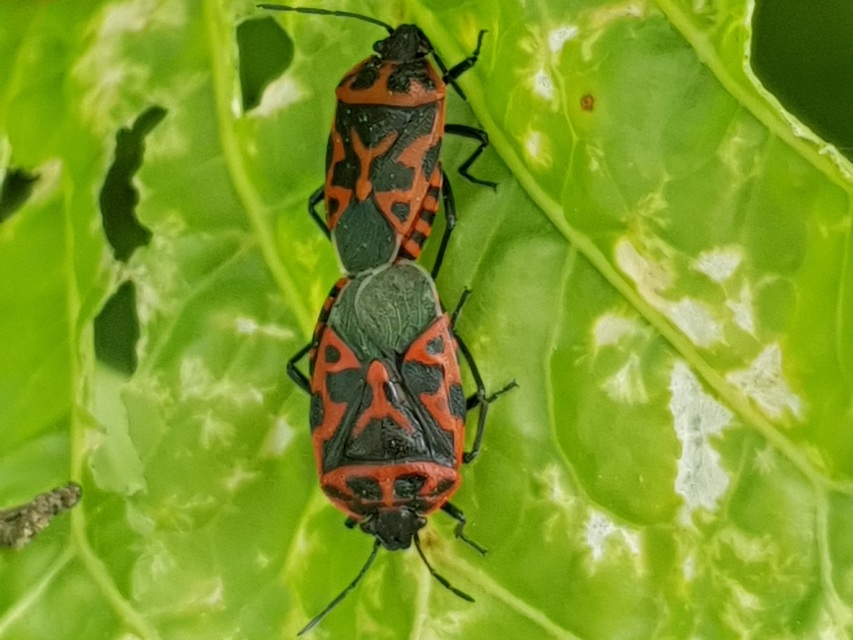 Eurydema ventralis - káposztapoloska