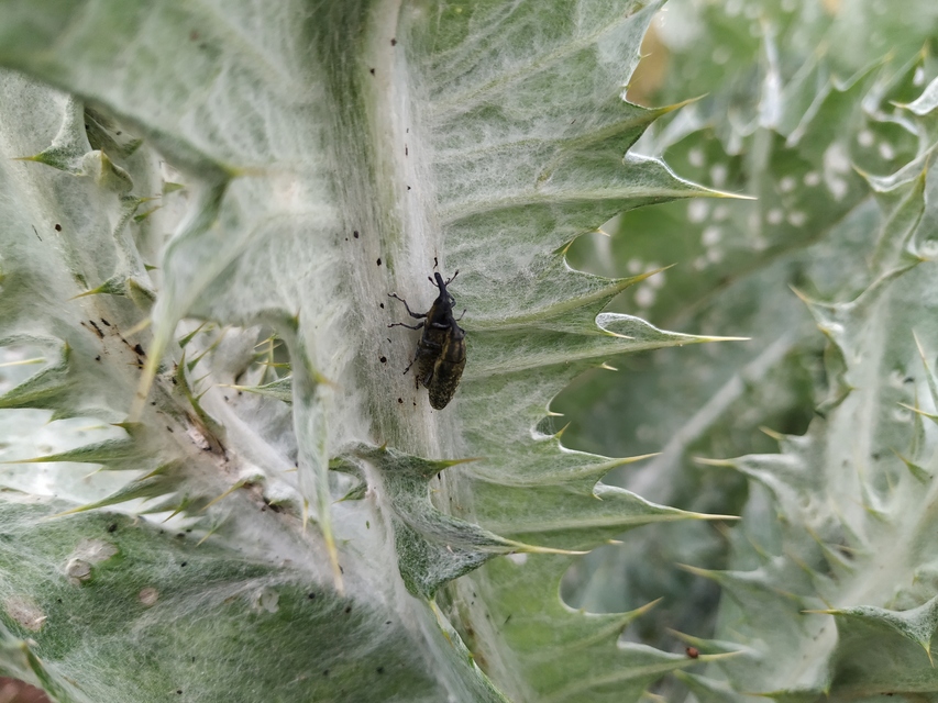Lixus cardui/filiformis
