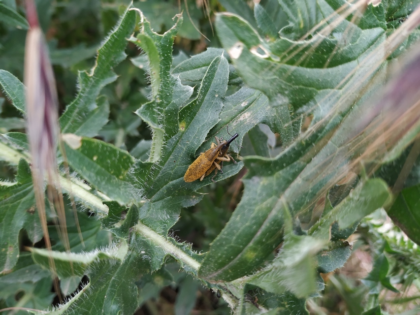 Lixus pulverulentus - mályvafúró dudvabarkó