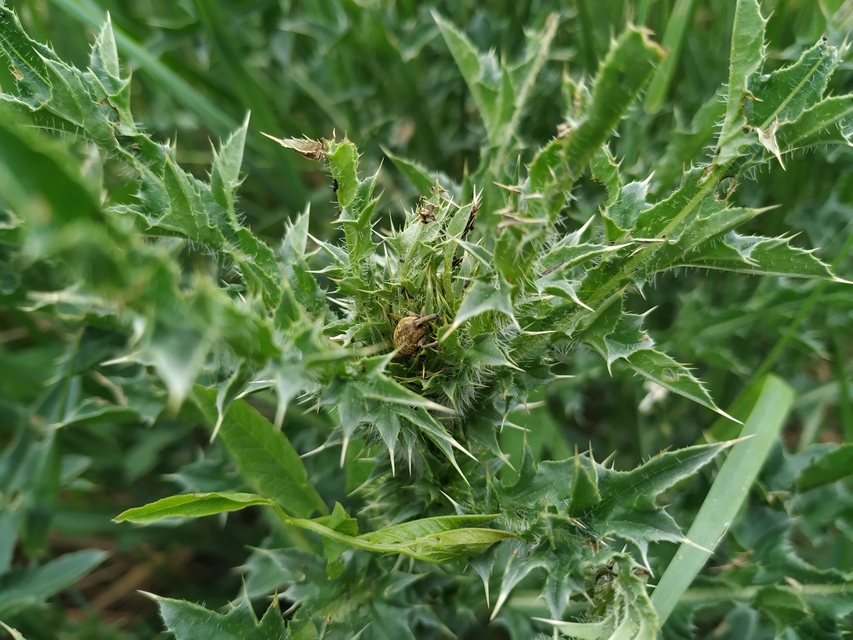 Larinus
