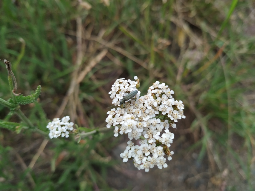 Oedemera
