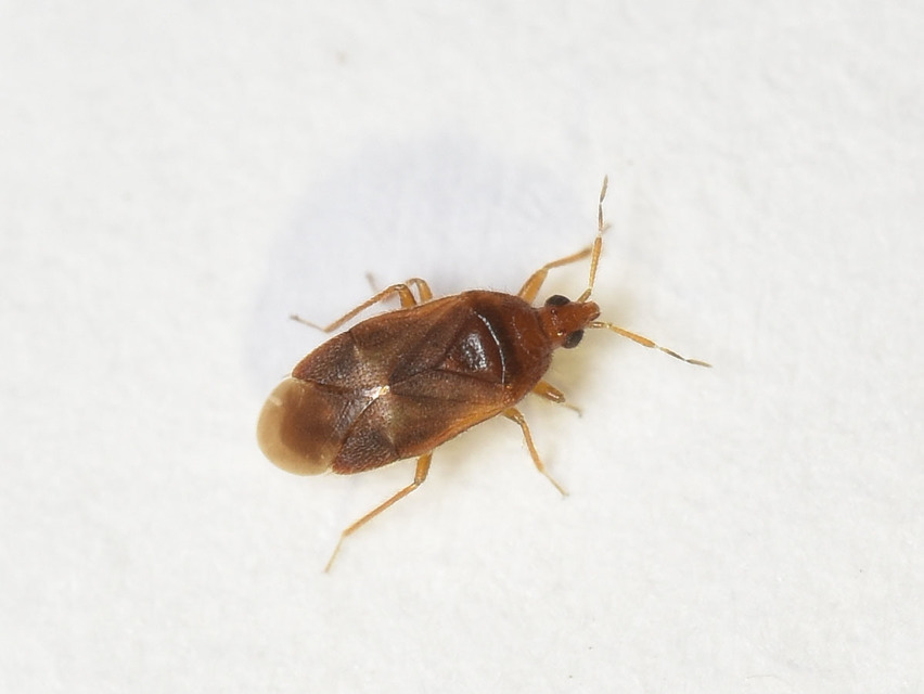 Anthocoridae - virágpoloskák Anthocoridae - virágpoloskák
